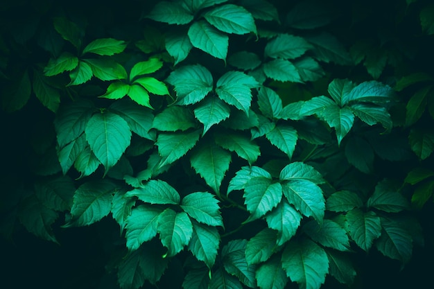 신선한 녹색 잎 패턴 배경입니다. 자연 배경입니다. 여름 자연