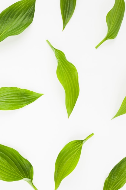 Free photo fresh green leaves on white background