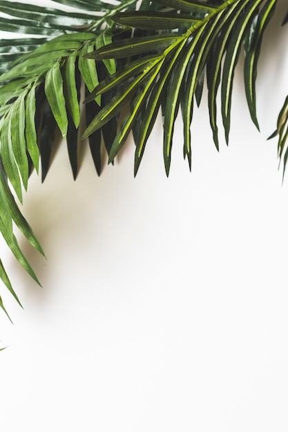 Fresh green leaves on white background