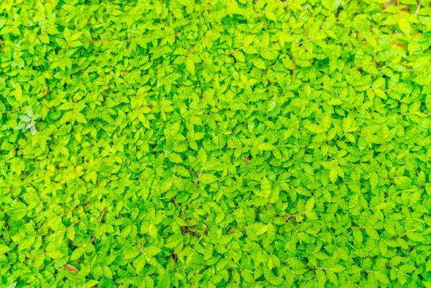 신선하고 녹색 잎