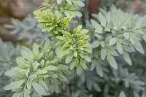 Free photo fresh green leaves