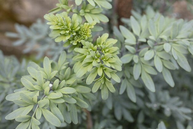 Fresh green leaves