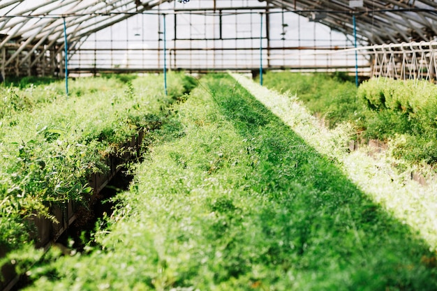 Fresh green plants growing in greenhouse