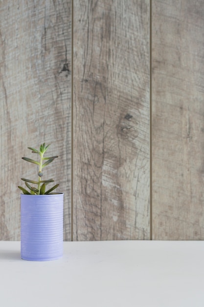 Fresh growing plant in the painted can on white desk against wooden wall