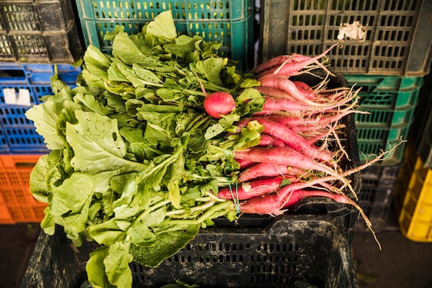 Fresh harvested red radish in plastic crate at supermarket