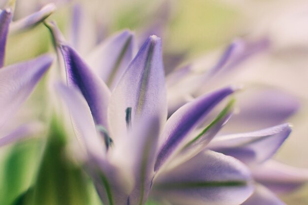 Fresh ithuriel spear blooming in field