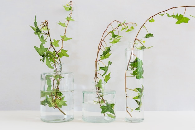 Free photo fresh ivy twigs in the different type of glass vase on table