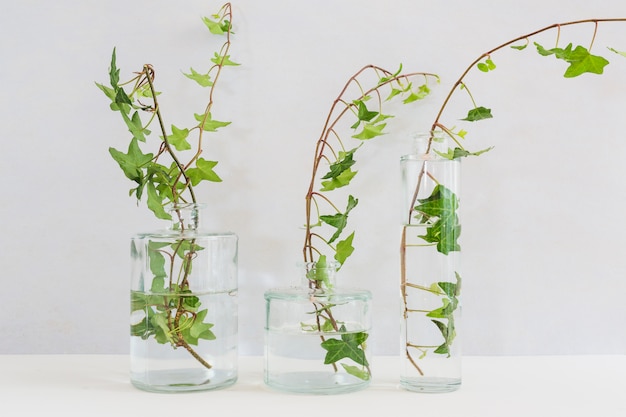 テーブル上のガラスの花瓶の異なるタイプの新鮮なアイビーの小枝