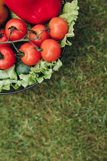 Fresh juicy tomatoes lettuce cucumber in bucket on green summer grass top view