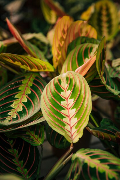 Свежие листья для текстуры естественного фона