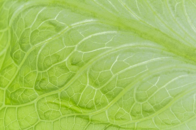 Fresh Lettuce one leaf close-up. Still life. Pattern, backlit