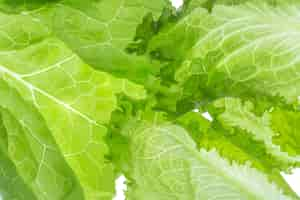 Free photo fresh lettuce one leaf isolated on white background. close-up. still life. pattern, backlit