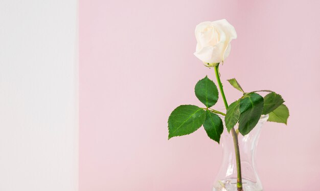 Fresh light bloom in vase