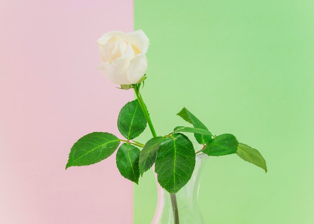 Fresh light rose in vase