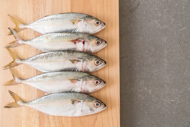 fresh mackerel