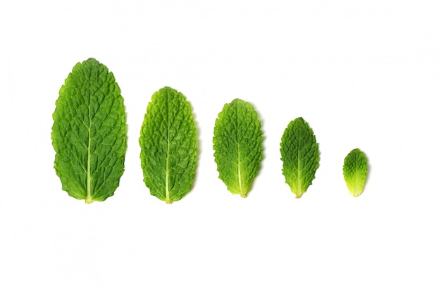 Fresh mint leaves isolated