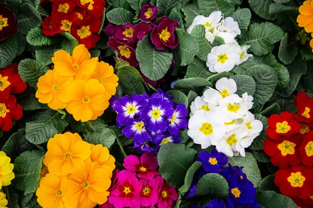 花の質感がたくさんある新鮮なマルチカラーの明るい背景。自然植生、花と概念の抽象的な背景。