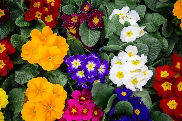 花の質感がたくさんある新鮮なマルチカラーの明るい背景。自然植生、花と概念の抽象的な背景。