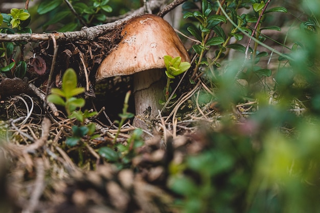 Foto gratuita funghi freschi strisciano fuori dal terreno