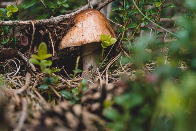 Fresh mushroom crawls out of the ground