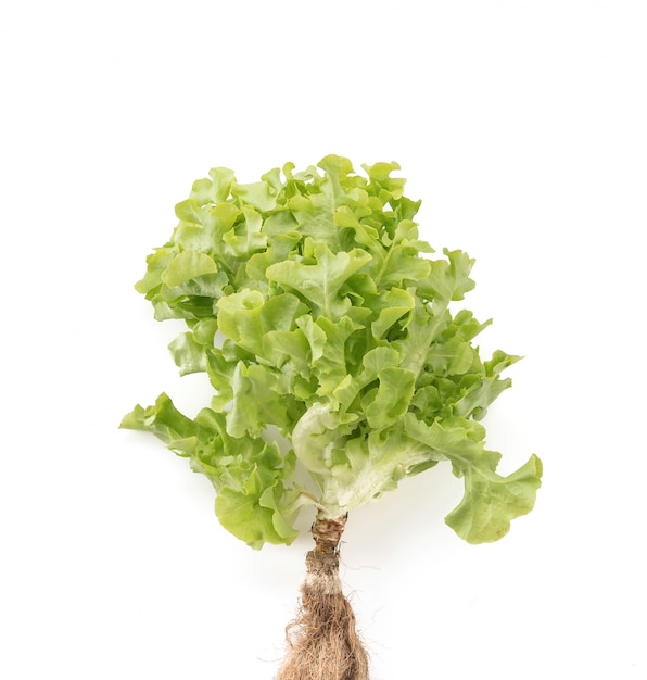 Бесплатное фото Свежий салат из листьев дуба