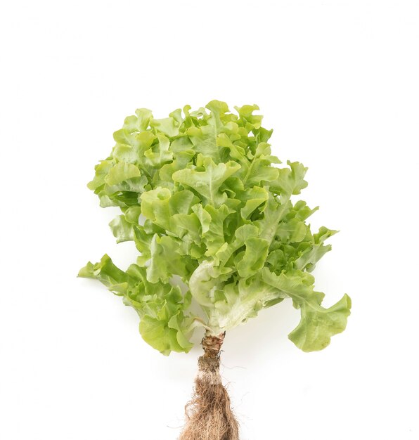 Fresh oak leaf lettuce