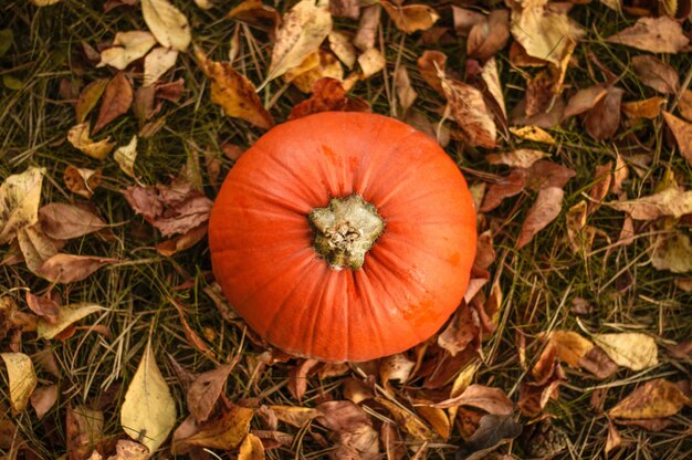 Fresh orange pumpkin on the grass with dried leaves