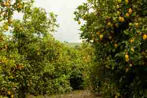 Free photo fresh orange trees harvested