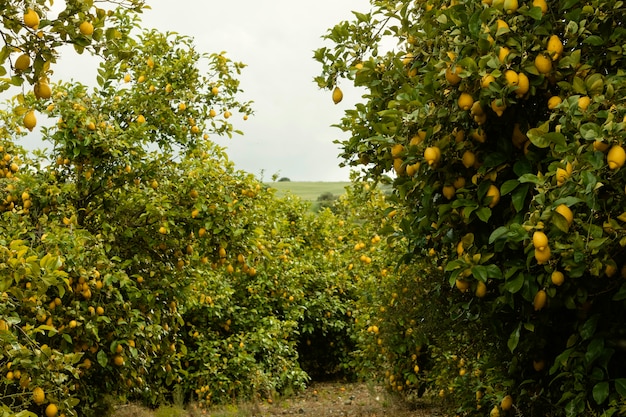 Fresh orange trees harvested