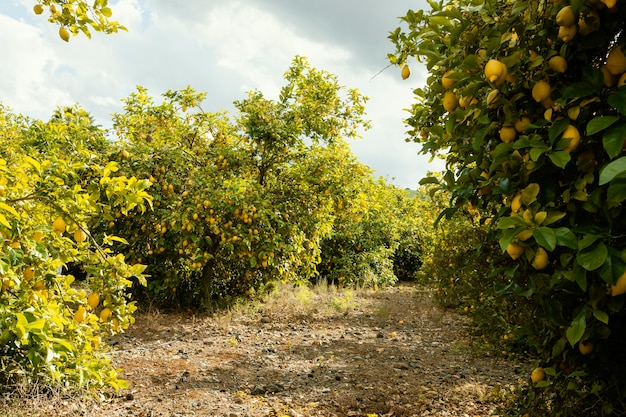 Fresh orange trees harvested