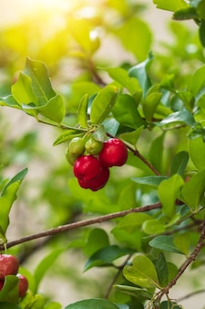 新鮮な​オーガニックアセロラチェリー​。​タイ​または​アセロラ​の​サクランボ​は​、​日没​の​ある​木​の​上に​実​を​つけます​。​アセロラ​は​南​アメリカ​、​特に​ブラジル​で​有名な​果物​です​。