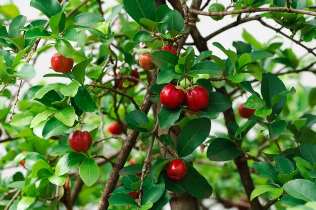 新鮮な有機アセロラチェリー。タイまたはアセロラのサクランボは、日没のある木の上で実を結びます。アセロラは南アメリカ、特にブラジルで有名な果物です。
