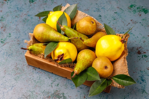 Fresh organic farm fruits, pears, quince, top view