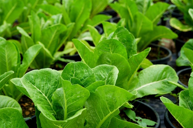 Fresh organic green cos lettuce