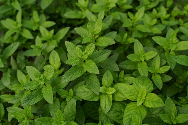 fresh organic mint in the garden.