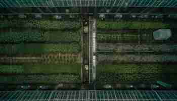 Free photo fresh organic plants grown in modern greenhouse generated by ai