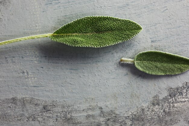 회색 테이블 위에 신선한 유기농 세이지 잎