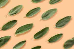 Free photo fresh, organic sage leafs patter composition