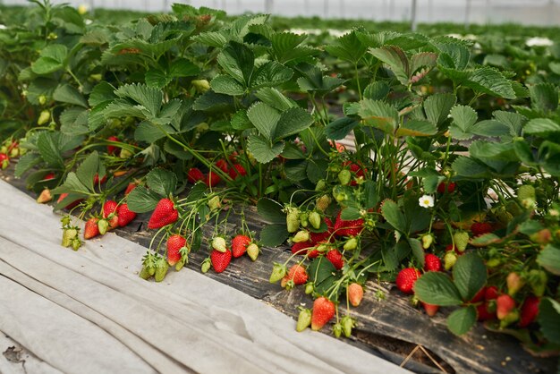 Fresh organic strawberries ripen at large greenhouse