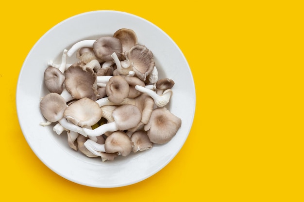 노란색 배경에 흰색 접시에 신선한 굴 버섯.