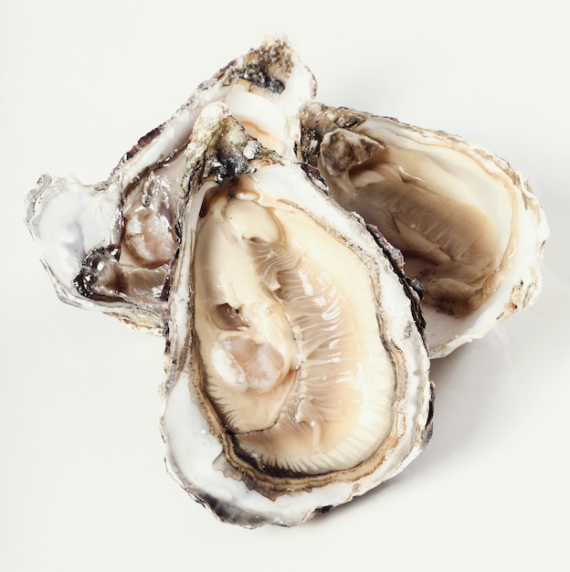 fresh oyster