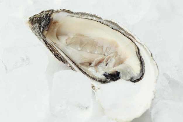 fresh oyster