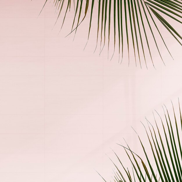 Fresh palm leaves on pink background