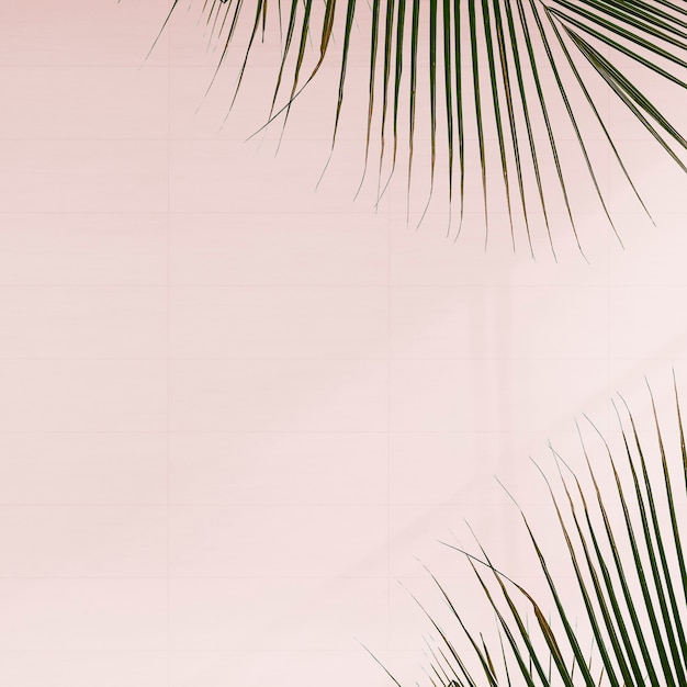 Fresh palm leaves on pink background