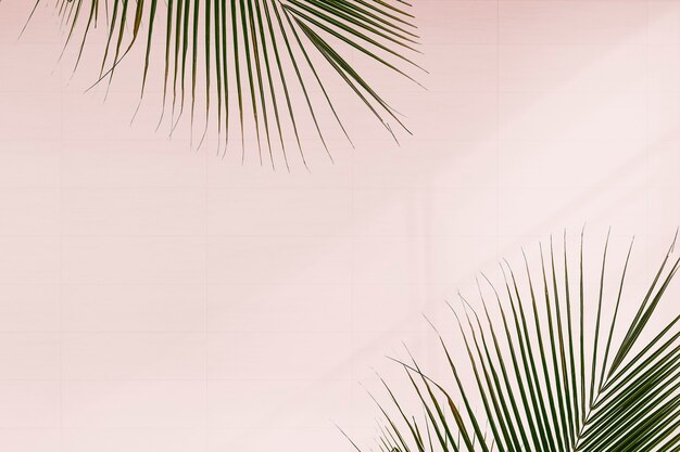 Fresh palm leaves on pink background