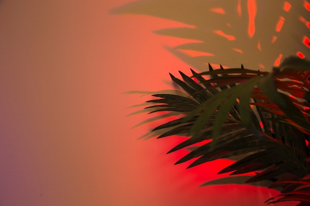 Fresh palm leaves with shadow on red colored backdrop