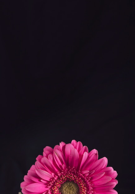 Свежий розовый цветок с желтым центром