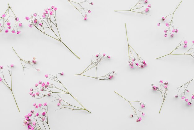 Fresh pink flower twigs