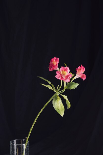 Fresh pink flowers in vase