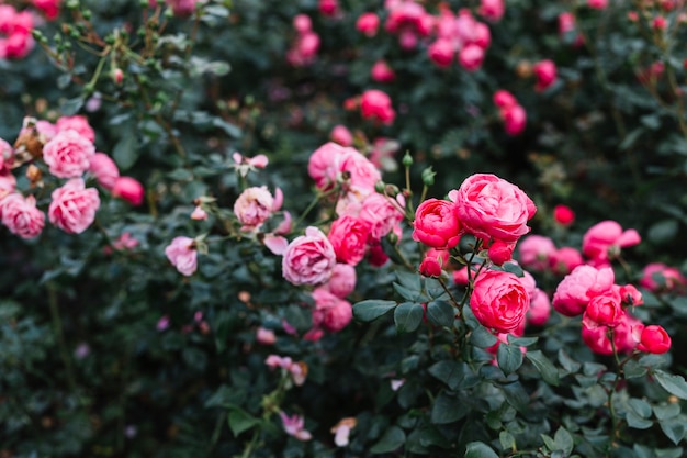 Fresh pink peony flowers growing in garden